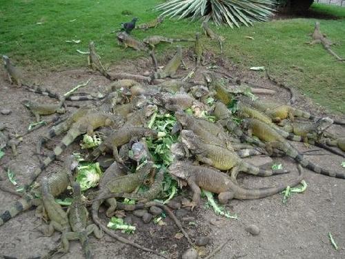 lizard-infestation.jpg